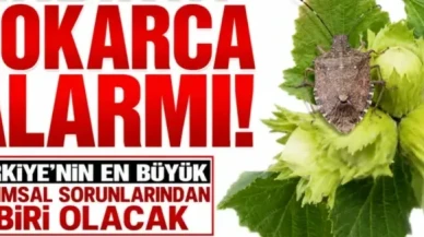 Fındıkta Kokarca Tehdidi: Türkiye Tarımında Ciddi Bir Kriz Kapıda!
