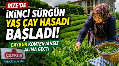Rize'de İkinci Sürgün Yaş Çay Hasadı Başladı! ÇAYKUR Kontenjansız Alıma Geçti