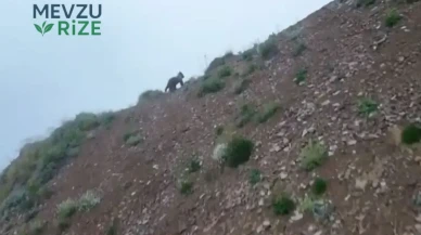 Artvin'de Dronun Varlığı Ayıyı Panikletti: Hızla Kaçtı!