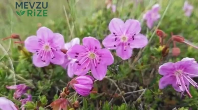 Artvin’in Eşsiz Dağ Gülü, Tiryal Dağı’nda Bahar Coşkusunu Yaşatıyor