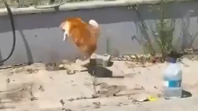 Tekirdağ'da Kedi ve Yılanın Sokak Ortasındaki Sıradışı Kavgası Görüntülendi