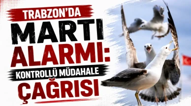 Trabzon’da Martı Popülasyonu Tehlikeye Mi Girdi? Yetkililerden Yönetim Çağrısı!