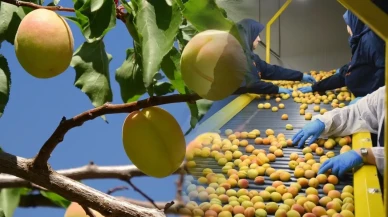 **Yaş Kayısı Hasadı Başladı! İhracatlar Hedefi Yükseltiyor**