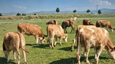 Ağrı'da Büyükbaş Hayvan Hırsızlığı! 25 Büyükbaş Kayıplara Karıştı