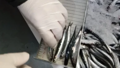 Trabzon'da Hamsi Kontrolleri Sıkılaştırıldı, Yasal Sınırlar Aşılmadı