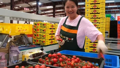 Çin'de özel gıda üretim bölgelerinin sayısı 450'yi aştı