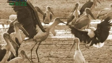 Leylek ve Kartal Çatışması: Gerçekten Yaşandı mı? Olayın Yeri Neresi?