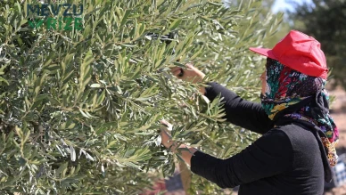 Zeytin Üreticilerinden Destek Çağrısı: Artan Hasat Maliyetleri Ekonomik Zorluklar Yarattı
