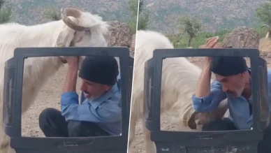 Televizyon başına geçti, keçisi rahat bırakmadı: Takkeyi de kaptı