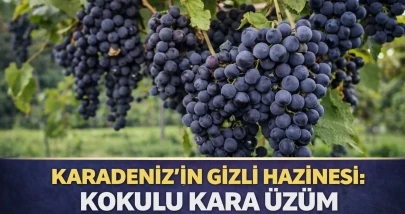 Karadeniz’in Gizli Hazinesi: Kokulu Kara Üzüm Yeniden Keşfediliyor