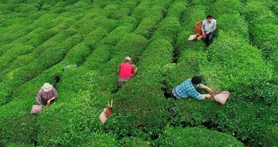 Rize’de Gübreye Zam Geliyor: Çiftçiler Endişeli