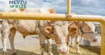 2026’da Kurbanlık Fiyatları Açıklandı: Büyükbaş ve Küçükbaş Hayvanlara Ait Güncel Liste