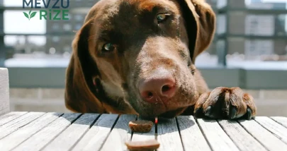 Köpekler için Besin Seçenekleri: Mama Dışında Tüketebilecekleri Sağlıklı Gıdalar
