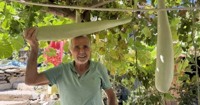 Antalya'da devasa su kabağı 96 santime ulaştı!