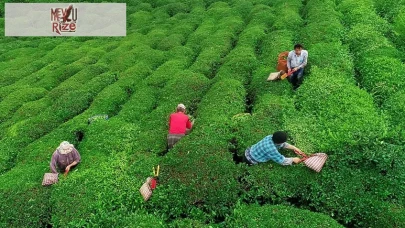 Çiftçi Kayıt Sistemi nedir, Çay üreticileri nasıl başvurabilir?