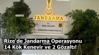Rize'de Jandarma Operasyonu: 14 Kök Kenevir ve 2 Gözaltı!