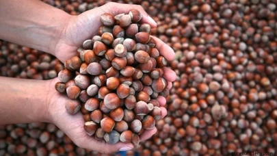 25 Ekim 2025 güncel fındık fiyatları: Ordu, Giresun, Trabzon ve Sakarya’da son durum