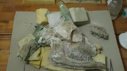 9 Milyon Yıllık Zürafa Kafatası Tarih Öncesi Dönemdeki Gizemleri Aydınlatacak Şekilde Ortaya Çıkarıldı