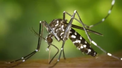 İzlanda'da ilk kez sivrisinek görüldü: İzlanda'da sivrisinek görülmesi neden önemli?