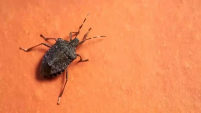 Kokarca böceği istilasına son veren doğal sır: Pervazlara sürün, bir daha gelmesinler!