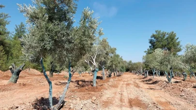 Zeytin Hasadında İlk Taşıma İşlemi Tam Tamına Başarıyla Gerçekleşti!