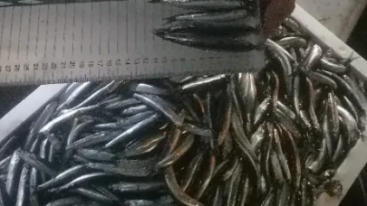 Trabzon'da hamsi avcılığı denetimleri sıkı şekilde sürdürülüyor