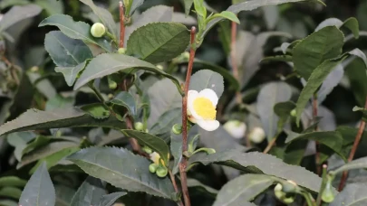Türk Çayına Yeni Tat: ÇAYMER’in Çiçek Çayı İlgi Görüyor