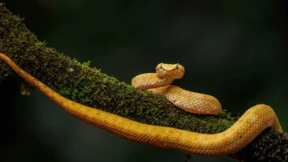 Dünyanın En Zehirli 10 Yılanı