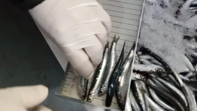 Trabzon'da Hamsi Kontrolleri Sıkılaştırıldı, Yasal Sınırlar Aşılmadı