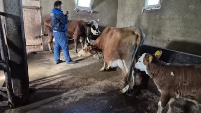 Trabzon'da Şap Aşılama Kampanyası Devam Ediyor, Çiftçilere Destek Çağrısı Yapıldı