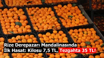 Rize Derepazarı Mandalinasında İlk Hasat: Kilosu 7,5 TL, Tezgahta 35 TL!