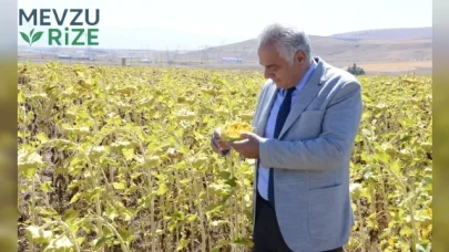 2050'de tarımda kayıplar: Buğday, Mısır ve Ayçiçeği üretimi düşecek!