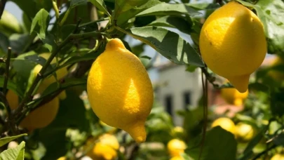 Limon