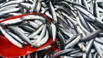 Rize ve Artvin’de Hamsi Bereketi: Avcılık Sezona Damga Vurdu