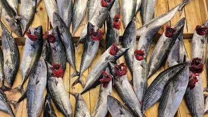 Çayeli’nde Balıkçılar Geceyi Bereketle Kapattı: Tezgâhlarda Palamut ve Mezgit Bolluğu! Vatandaş Akın Etti