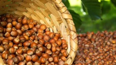 21 Kasım 2025 Cuma fındık fiyatları! Ordu, Giresun, Rize fındık fiyatları ne kadar?