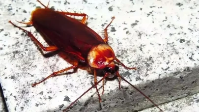 Evden hemen atın! Hamam böcekleri buna geliyormuş