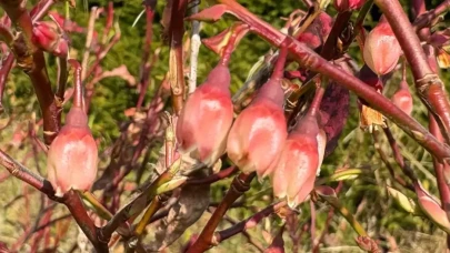 İKLİM DEĞİŞİKLİĞİ LİKAPAYI DA ŞAŞIRTTI