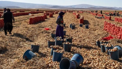 Karatay’da soğan hasadı başladı