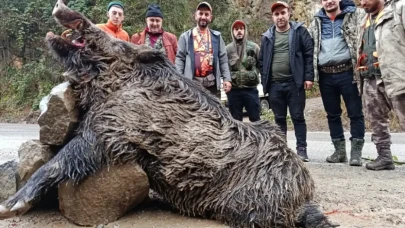 Trabzon’da Sürek Avında 7 Yaban Domuzu Etkisiz Hale Getirildi: 300 Kiloluk Dev Domuz Dikkat Çekti