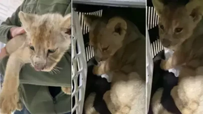 Tuzla’da yakalanan aslan yavrusu olayı nedir?