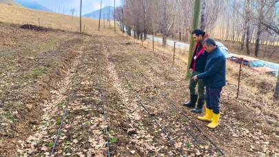 Bayburt'ta Salep Üretimi Artıyor, Üreticilere Ek Gelir Kapısı Açılıyor