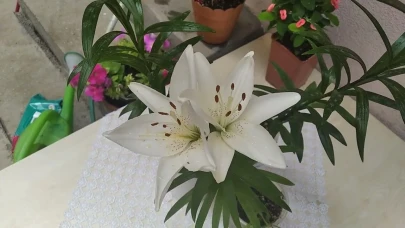 Lilyum Çiçeği Bakımı Nasıl Yapılır?