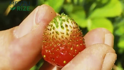 Çilek Tohumu Ne Zaman Ekilir?