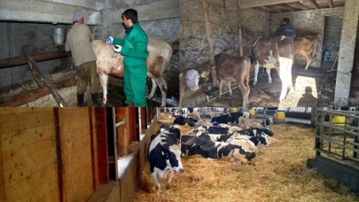 Trabzon'da Şap Hastalığına Karşı 105 Bin Büyükbaş Hayvan Aşılandı