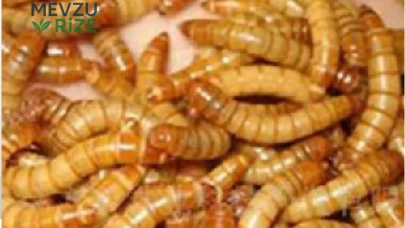 Rüyada Kurtçuk Görmek Ne Anlama Gelir?