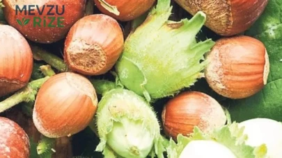 Fındık ihracatında 547 milyon dolarlık gelir