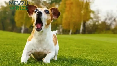 Rüyada köpek sesi duymak ne anlama geliyor?