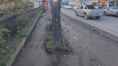 Trabzon'da ağaç kesimi iddialarına yanıt: Yenilenen kaldırımlar için yeni ağaçlar dikilecek