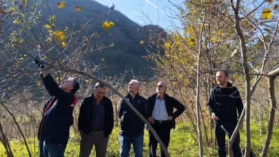 Trabzon'da fındık üreticilerine budama eğitimi verildi; verim ve kalite artışı hedefleniyor